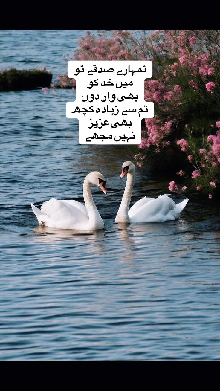 @Zara Sheikh