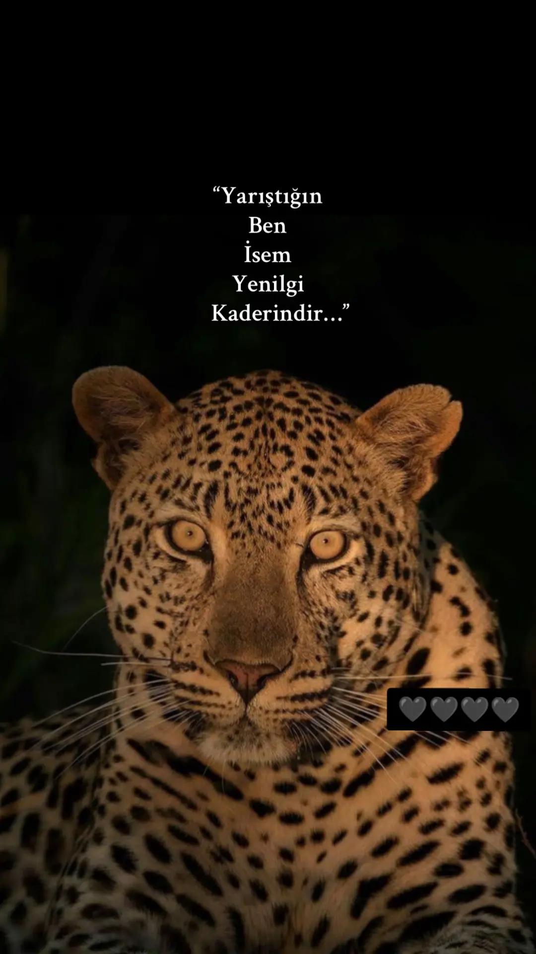 @Ece Ekici🐅