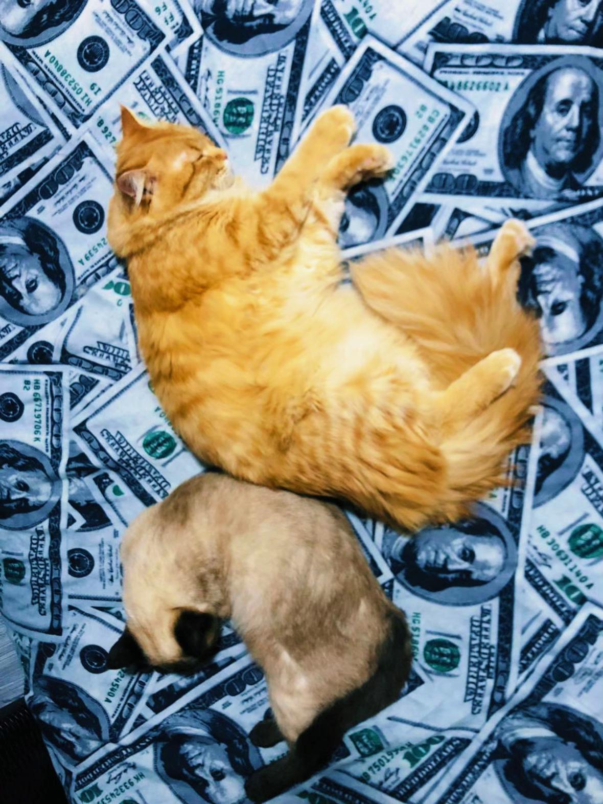 @TheCatFather