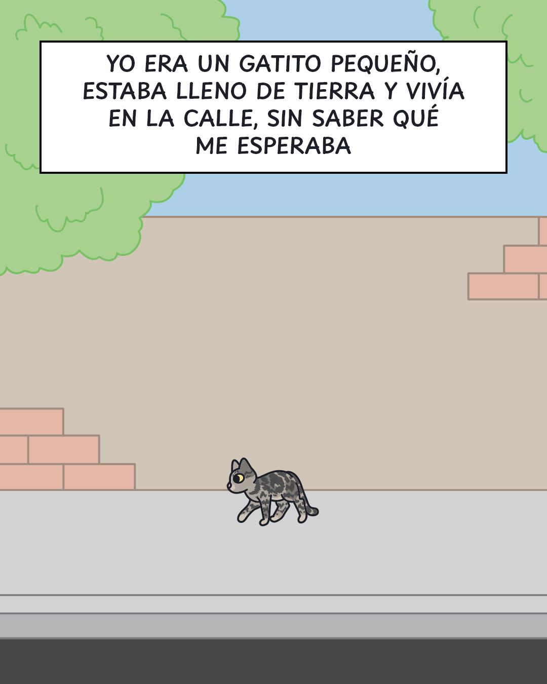@Cosa de gatos