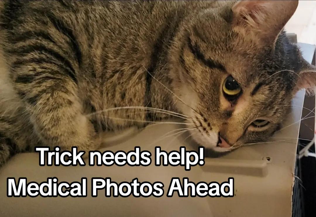 @No More Sad Kitties
