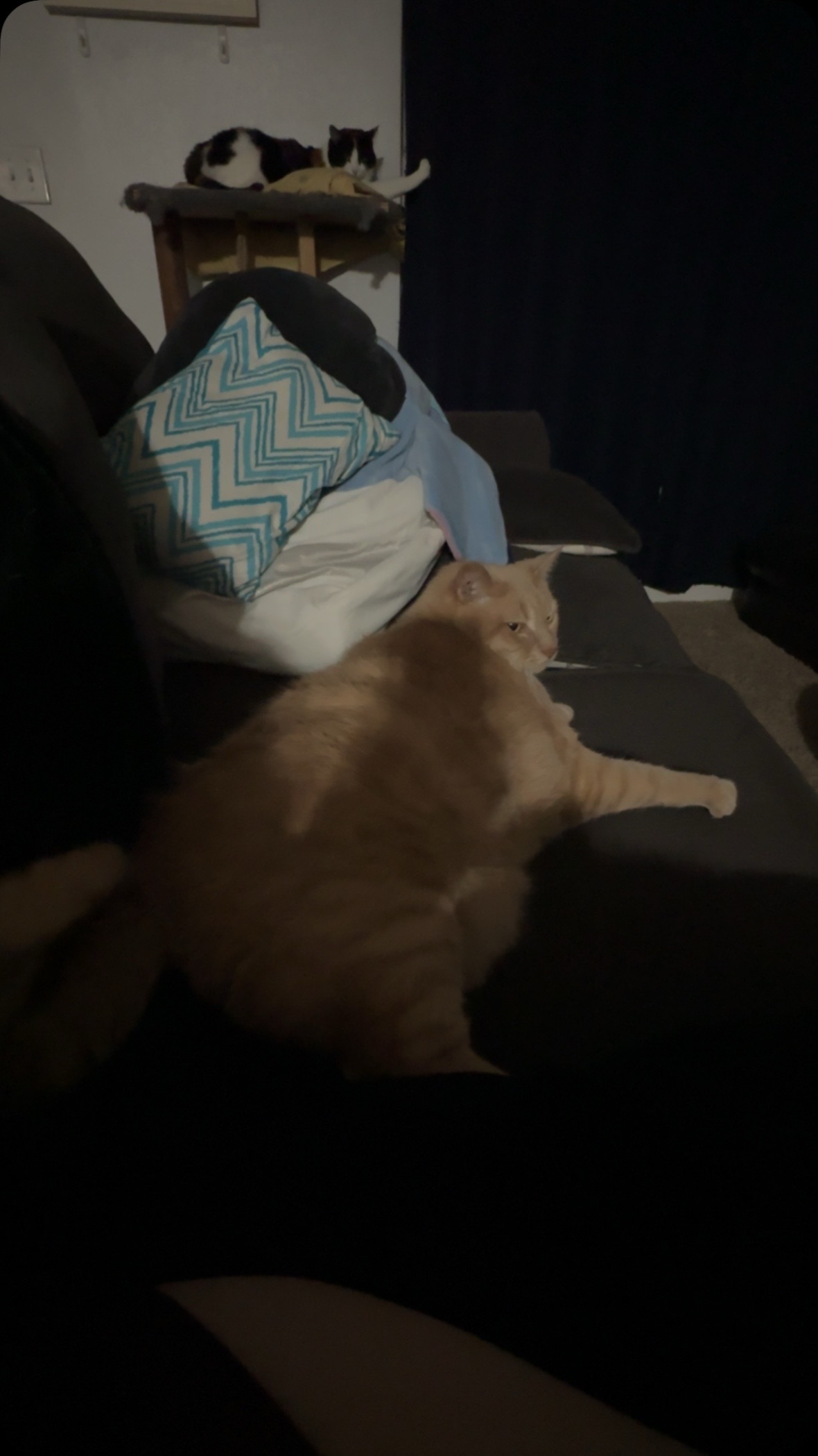 @Catmomming
