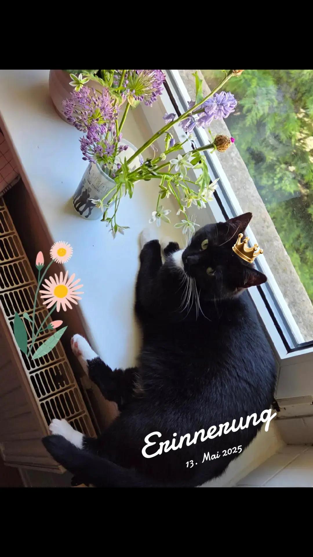 @👑😼Malia Die Königin😼👑