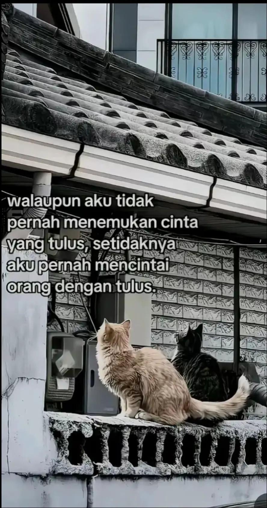 @KAK VIQ