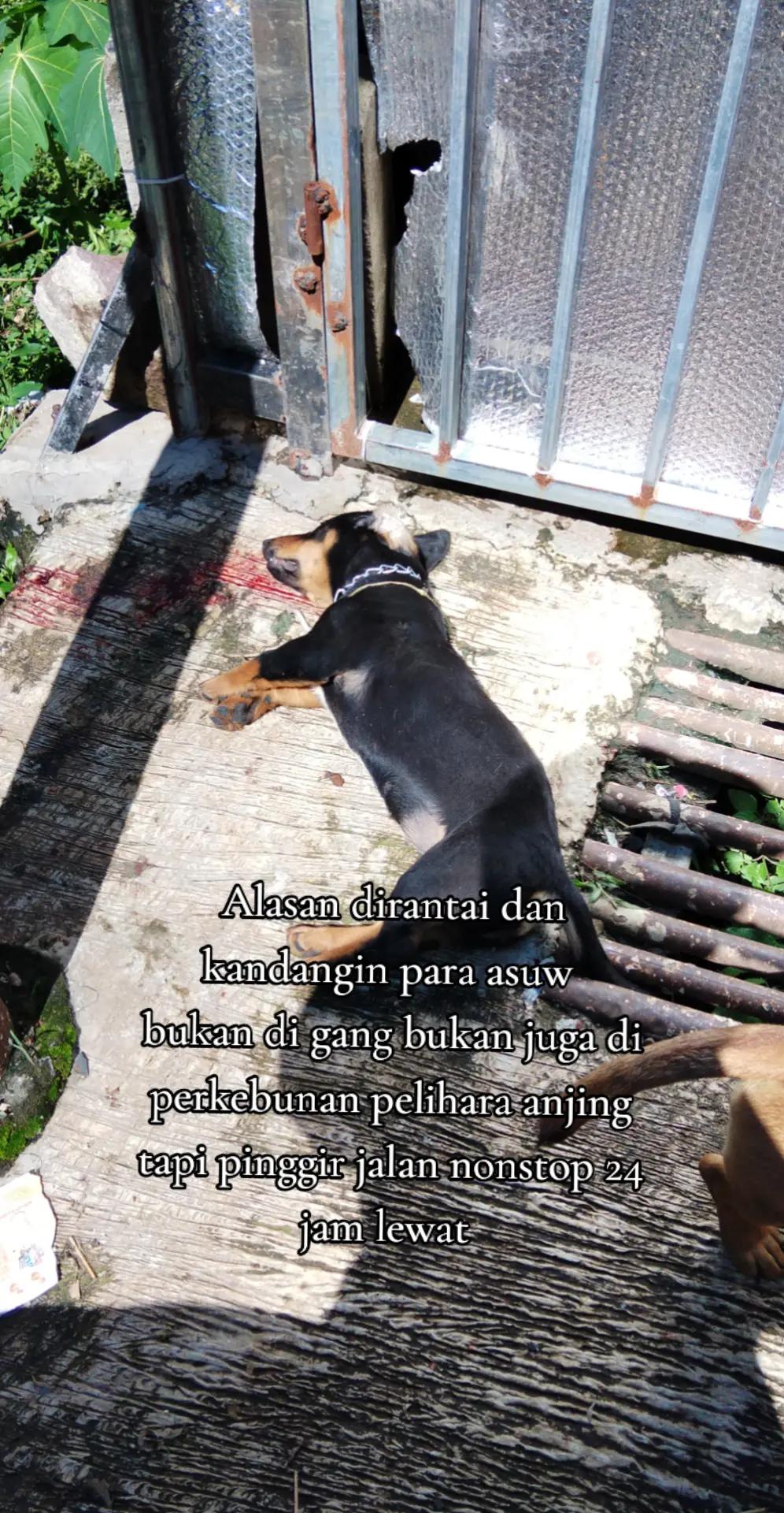 @Cileunyi Rabbit