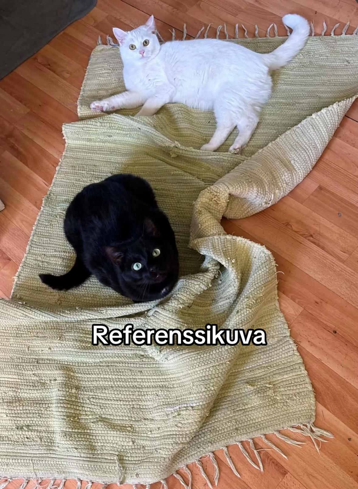 @Johanna Hautajärvi Art