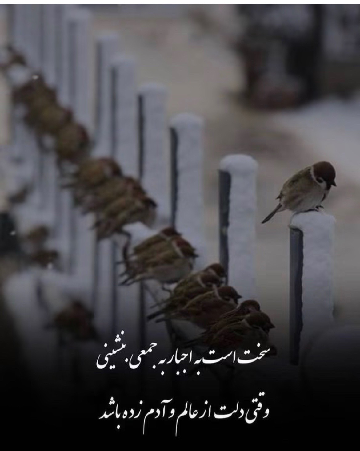@FROZ@23456🇦🇫❤️🇺🇸
