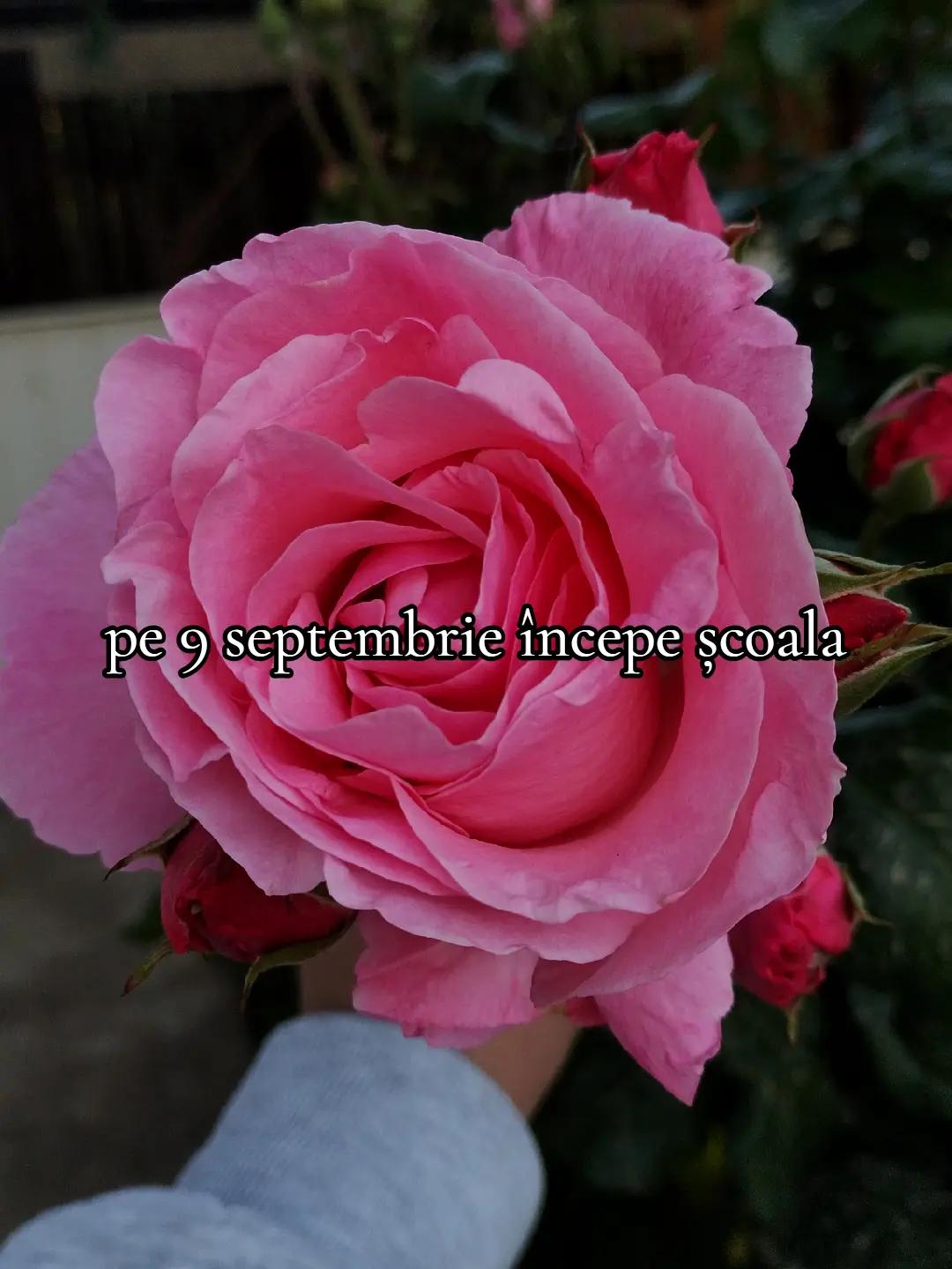 @luiza