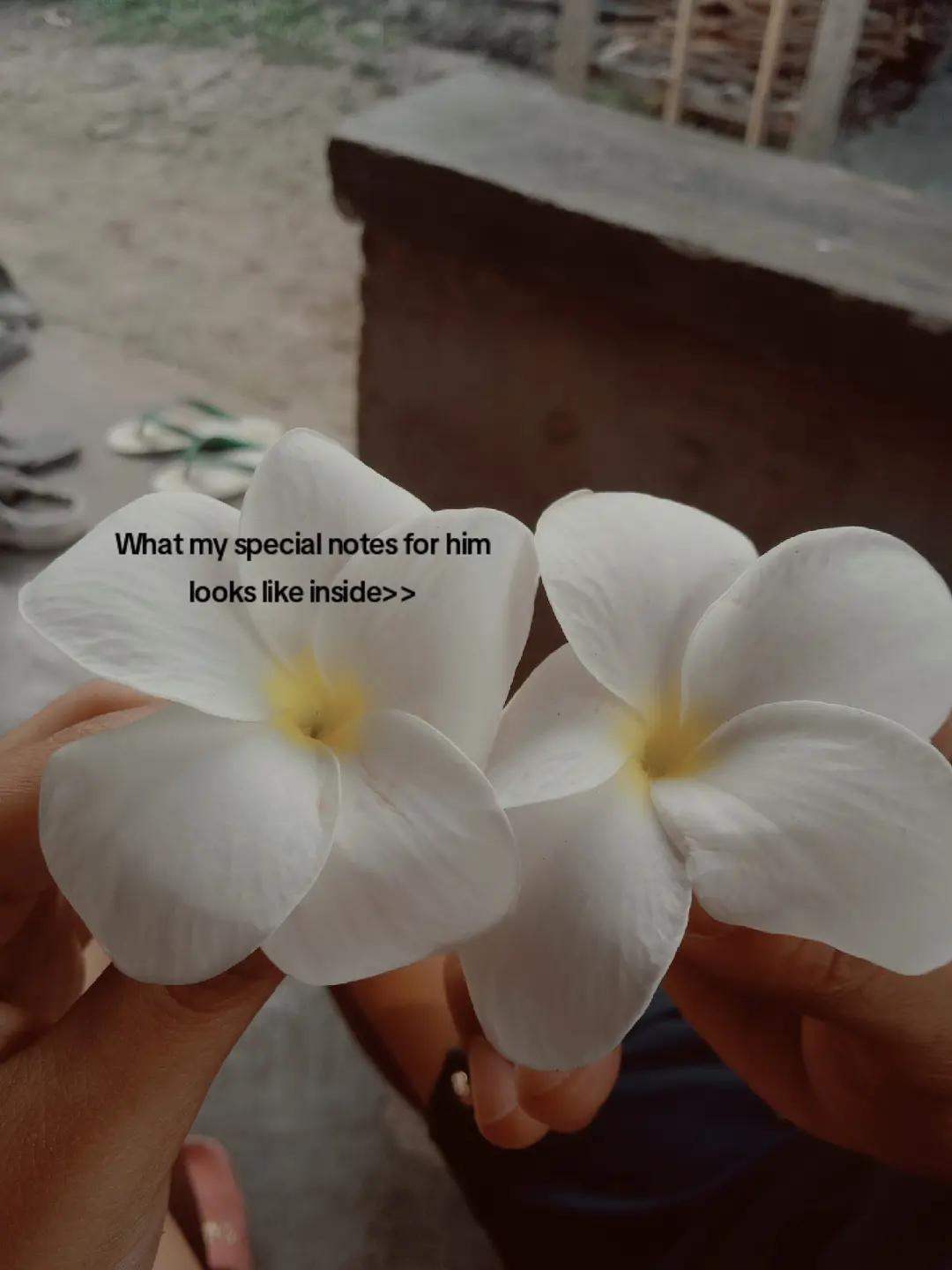 @Cess