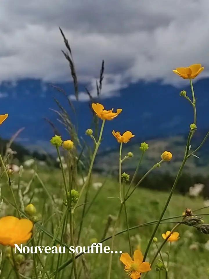 @Alpes_Altitude