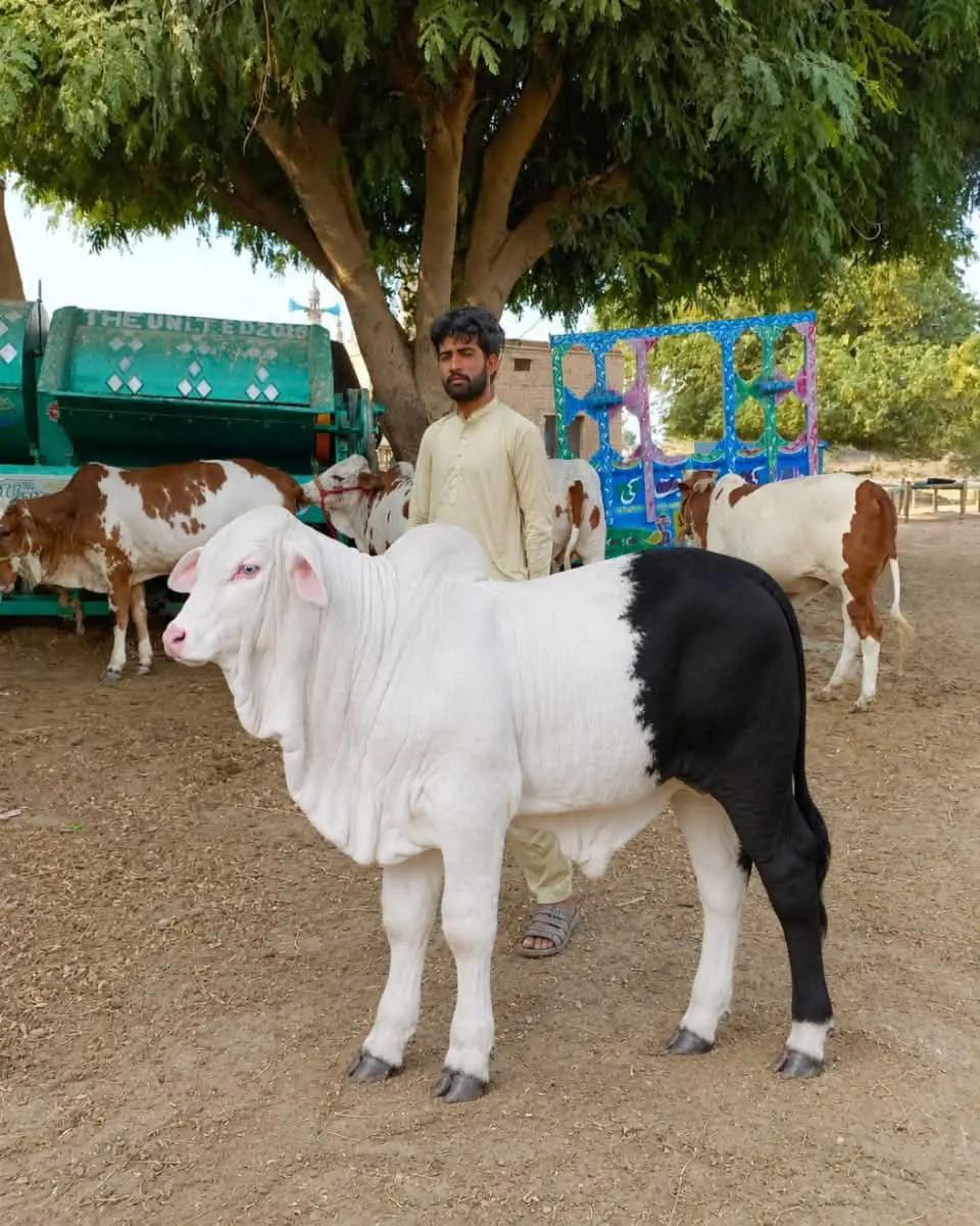 @rihan malik