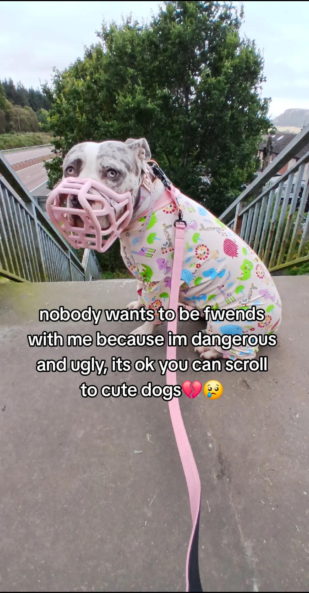 @kirsty+starlight the xl bully