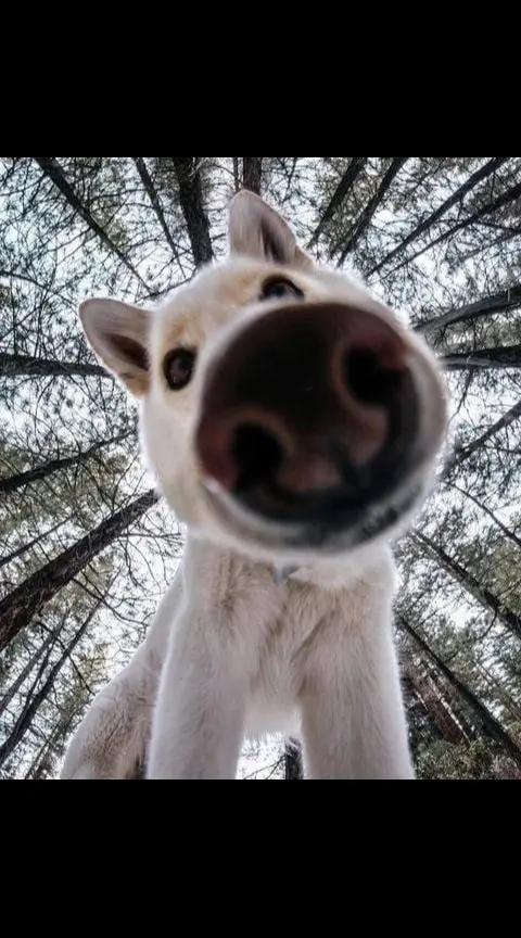 @Мин татарча Кыз)