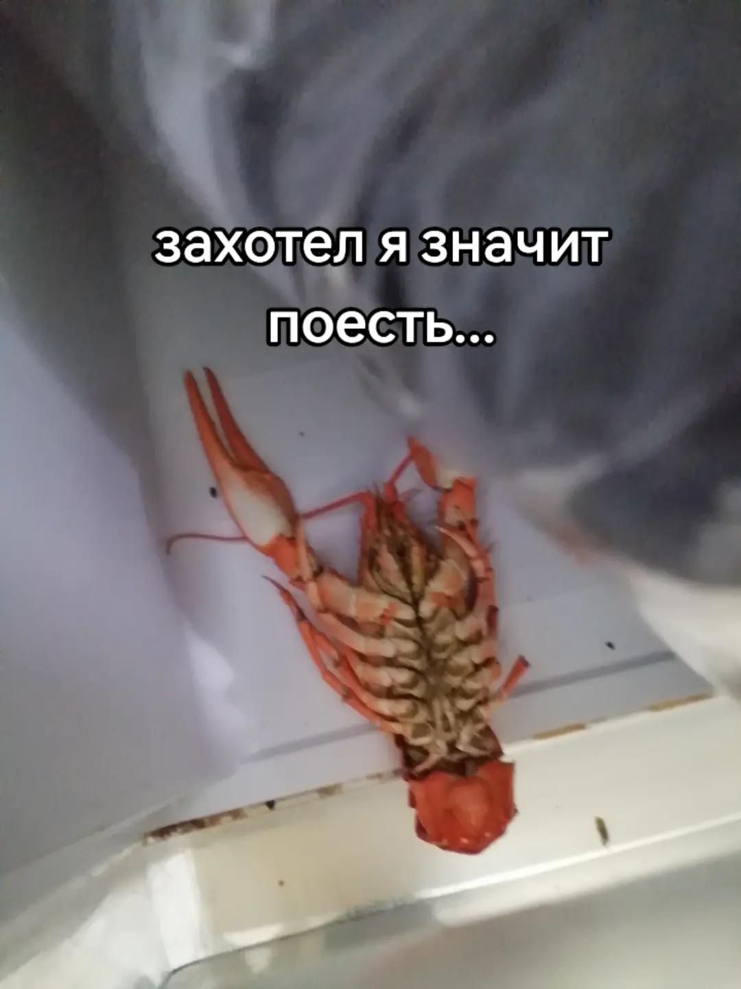 @помпонатор 217