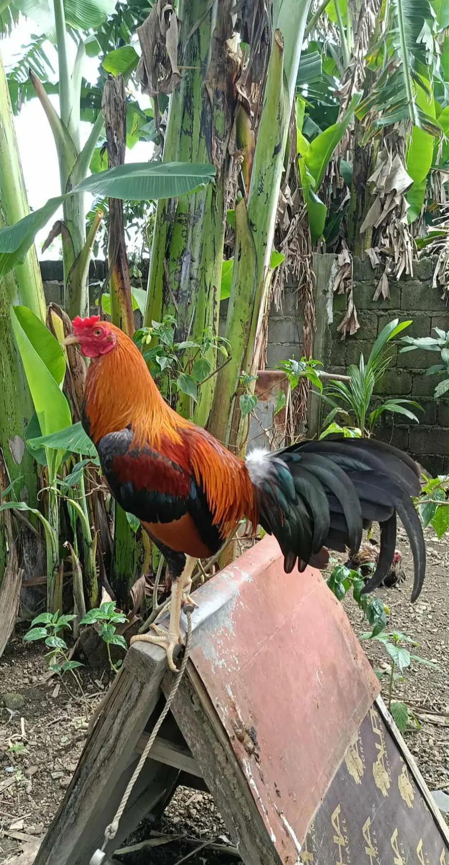 @jbt888 gamefowl