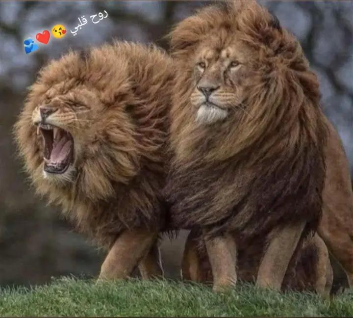 @التـيـفـا 🫅