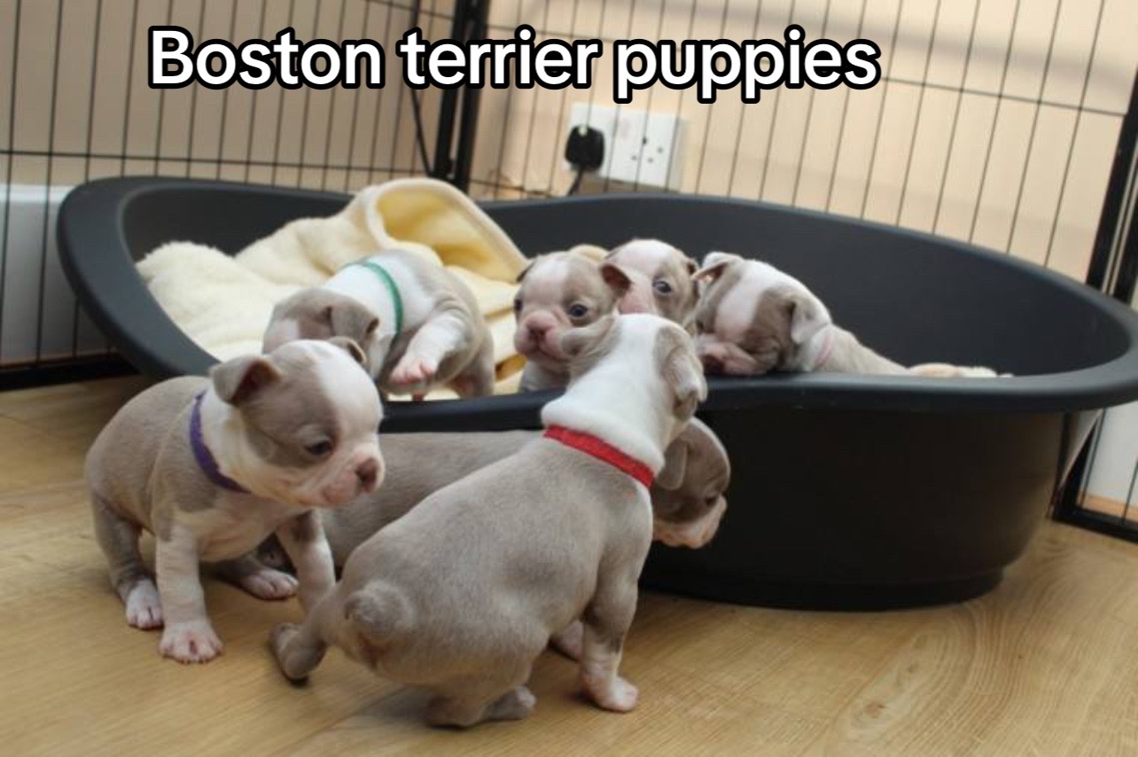 @Boston terriers puppies