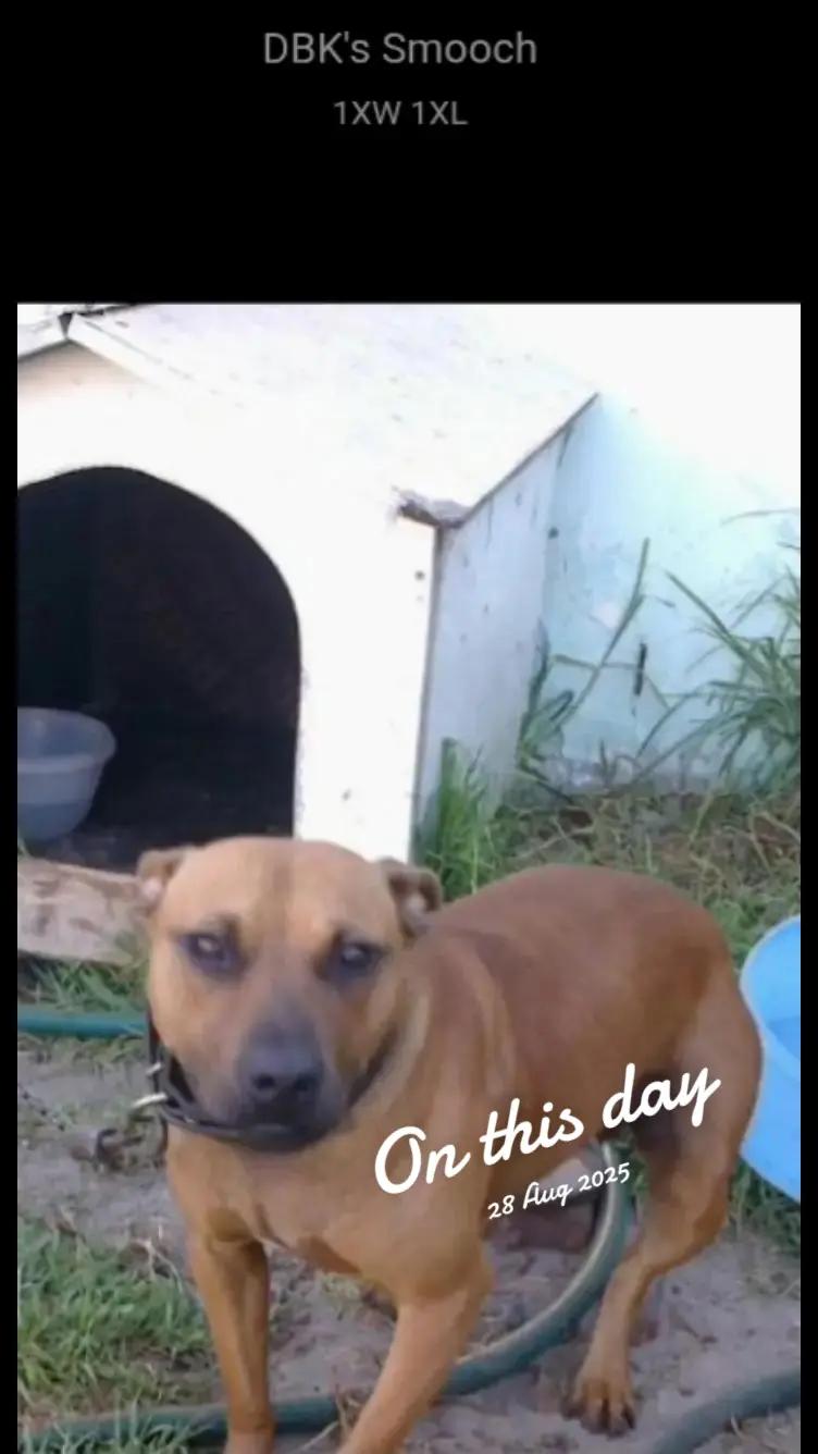 @SAAPBT_GAMEDOGS