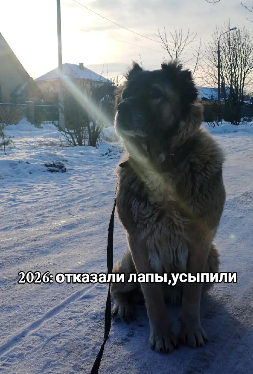 @сонная артерия
