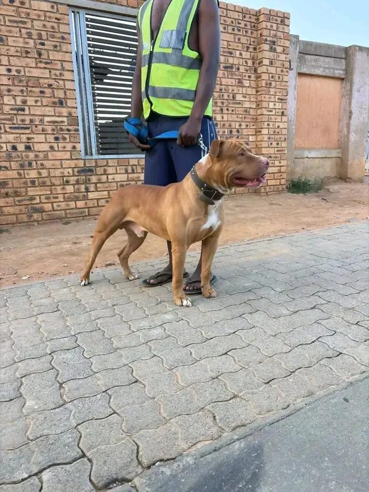 @game dogs apbt