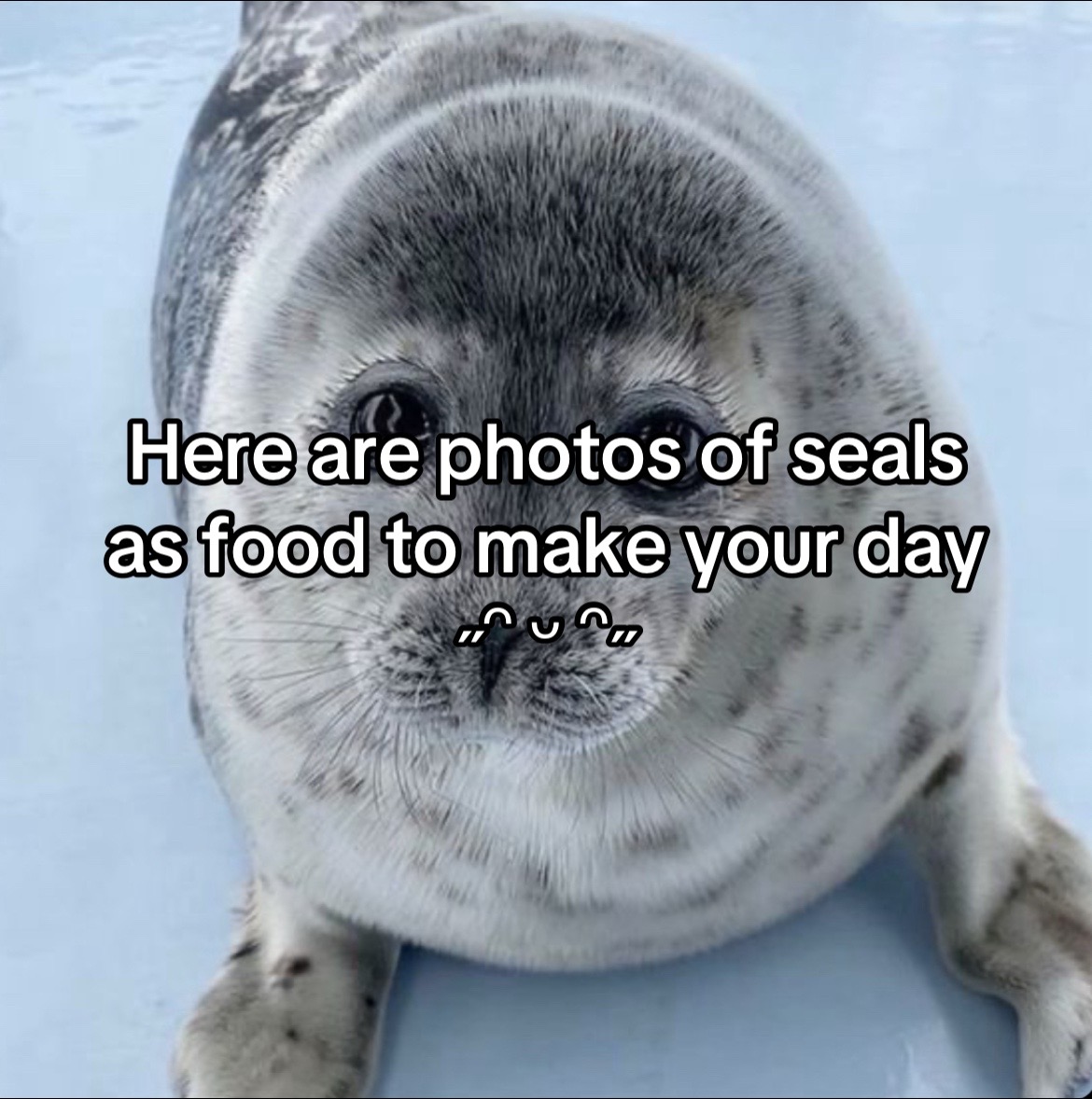 @૮ ˶• ﻌ •˶ აXลяเ🐾