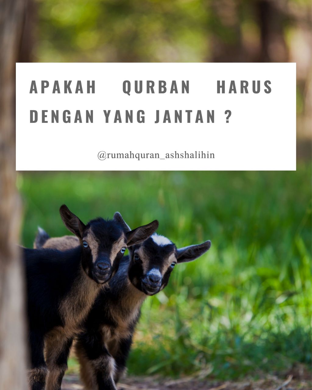 @rumahquran.ashshalihin