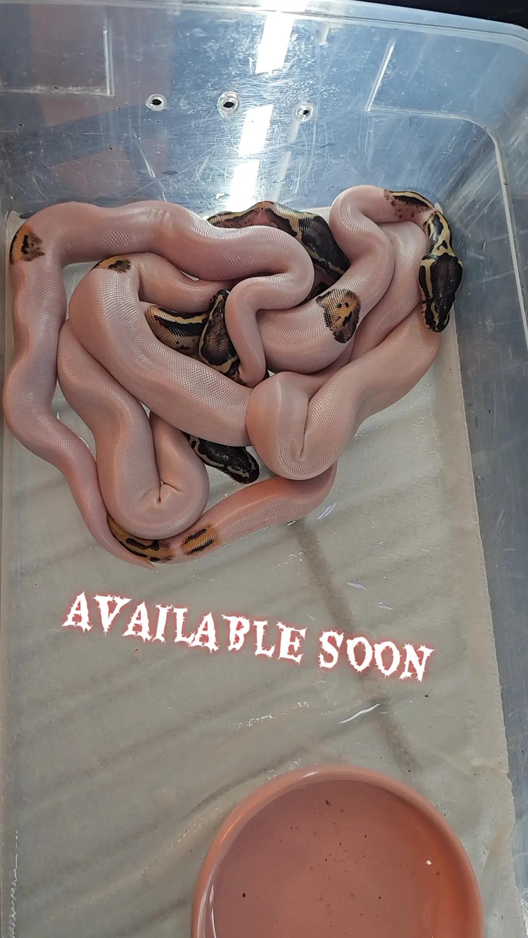 @PNW REPTILEZ