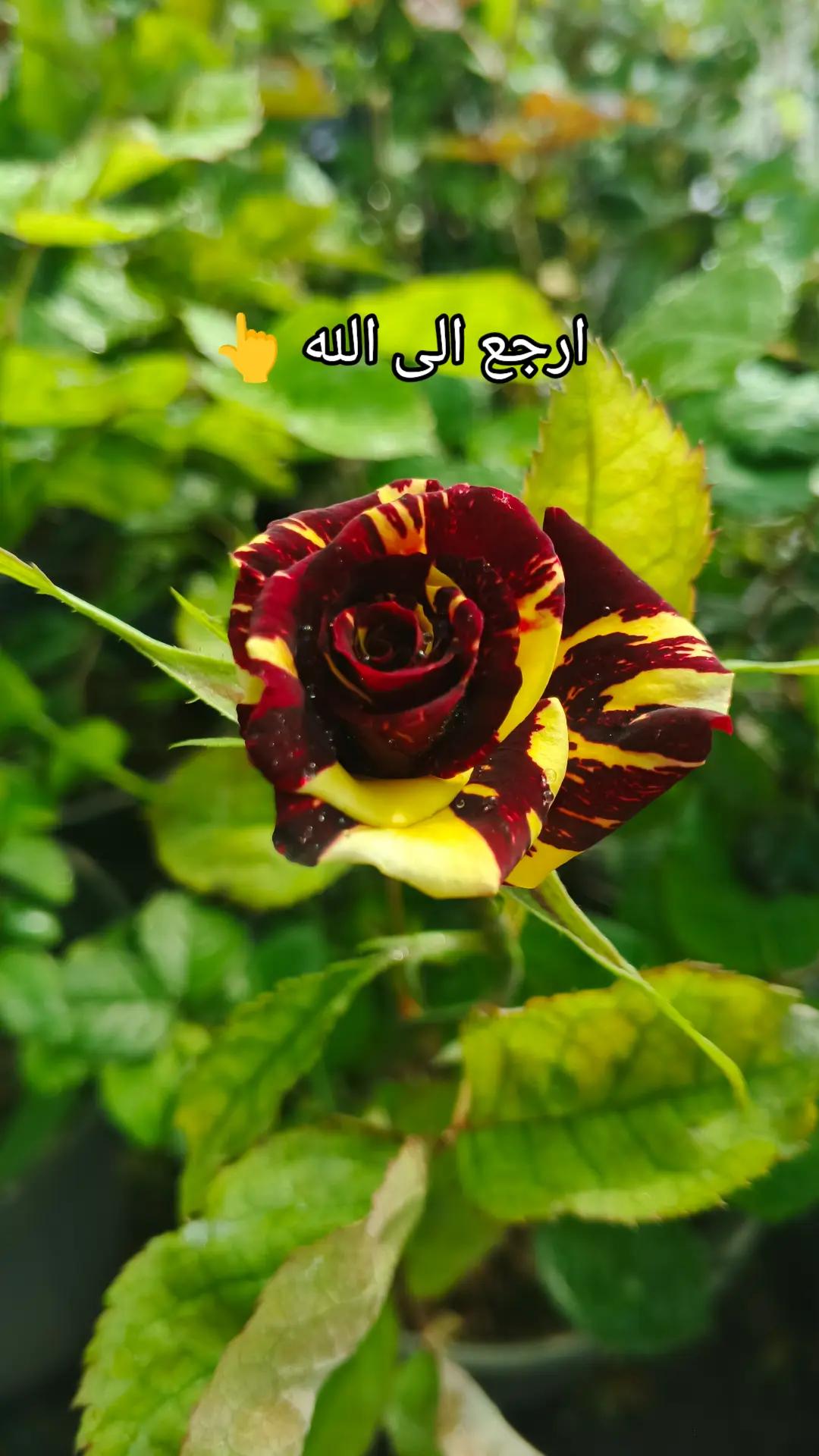 @🍂گوردسـتآنيـﮯ✨ عمـر 🌺