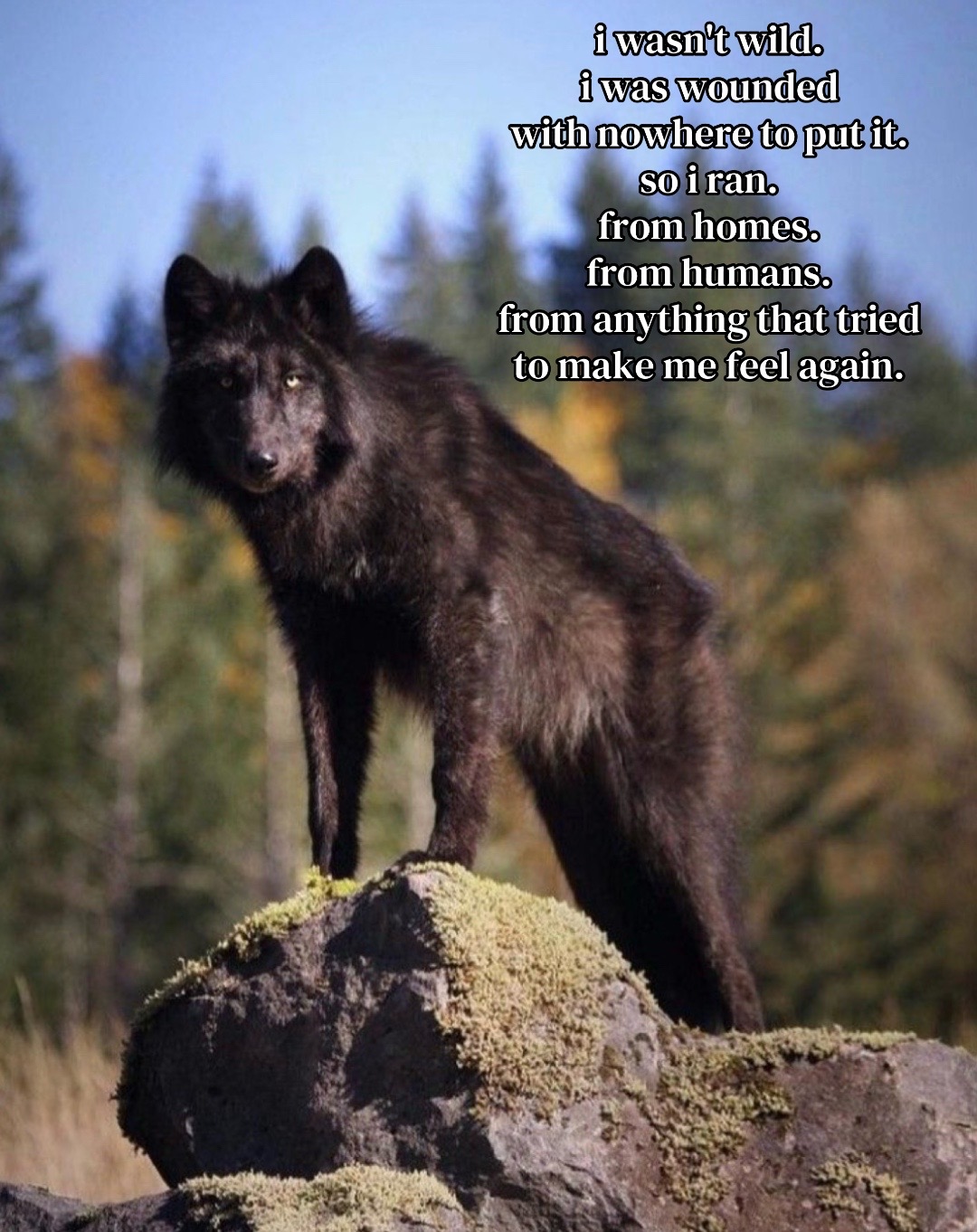 @🪬Conscious_LoneWolf🐺