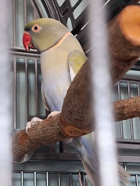@Ring-necked Parakeets
