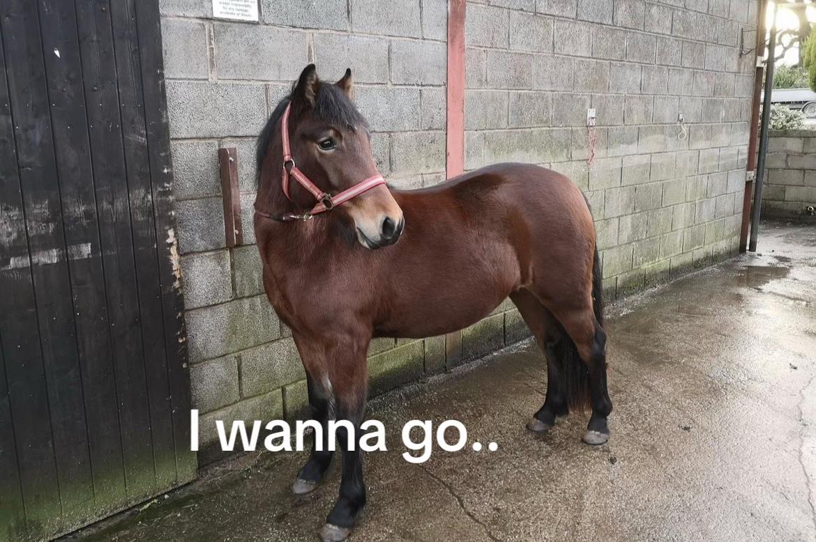@Freya_horses