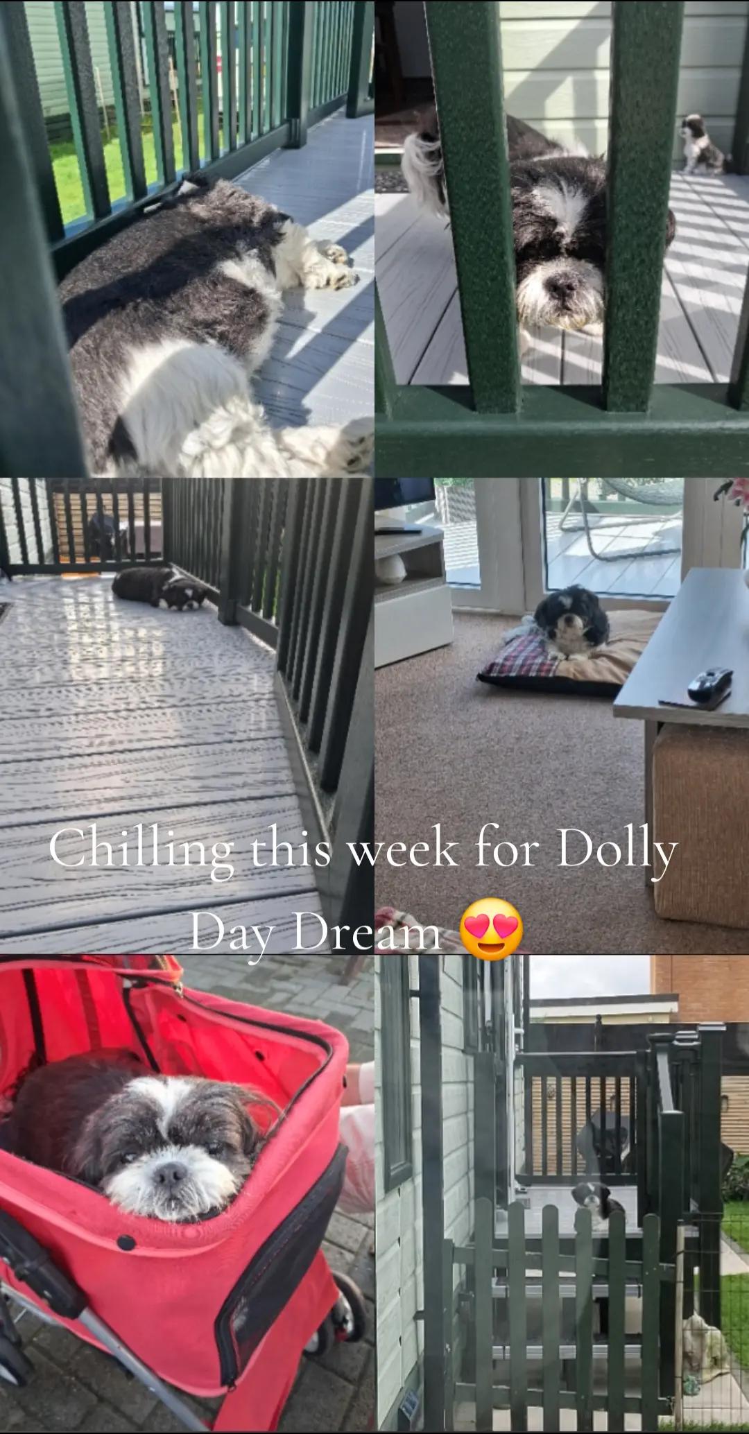 @Donna Frankie Boy & Dolly