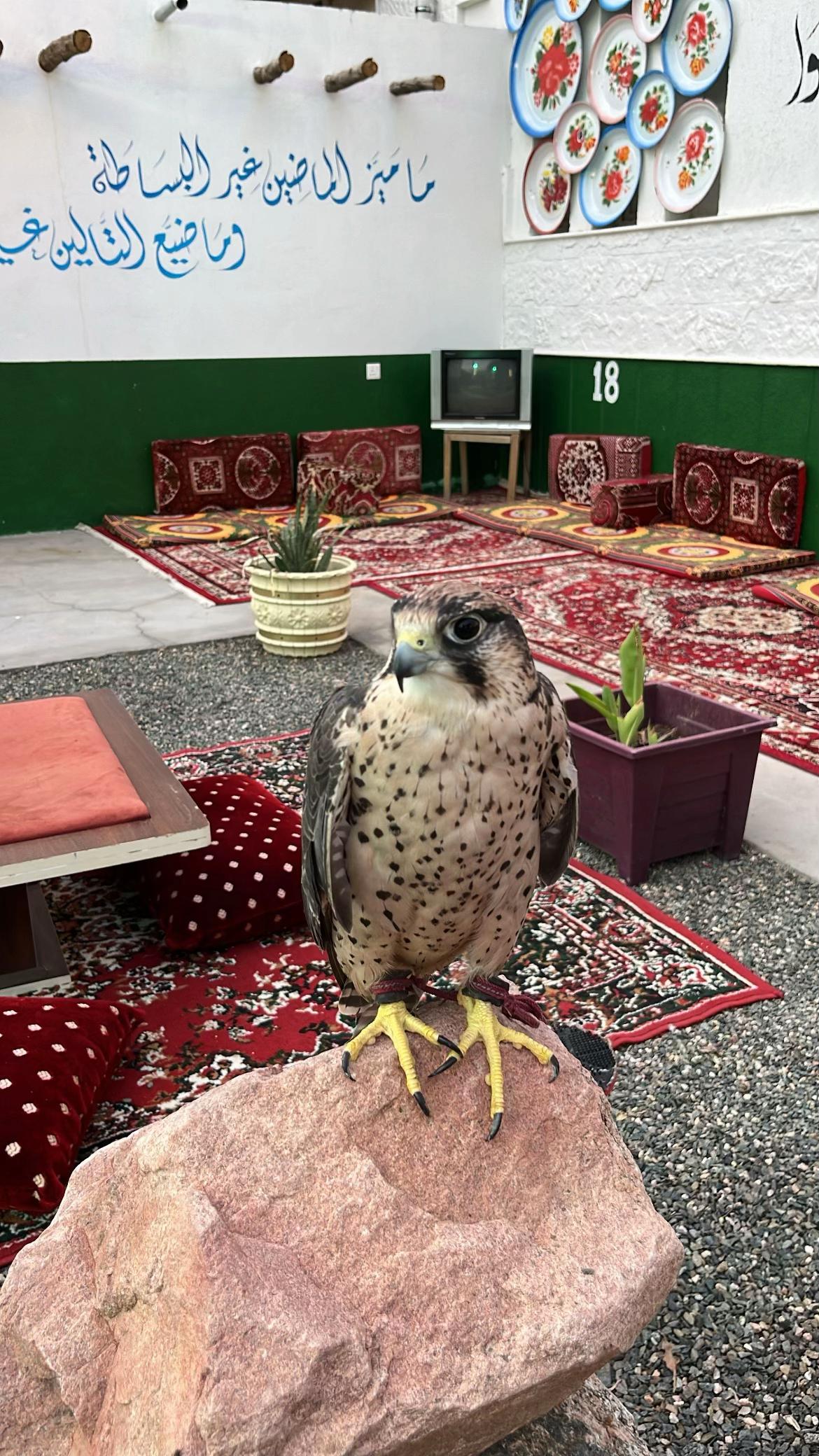 @العنود 🦂/الطائف💕