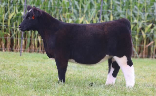 @Matt Lautner Cattle USA
