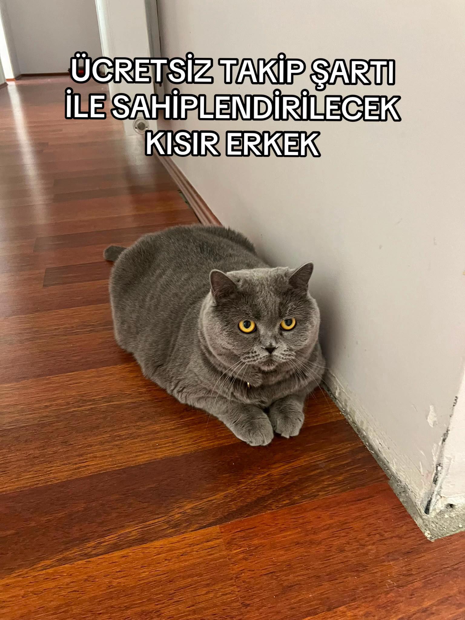 @&Ccedil;etin BATUR