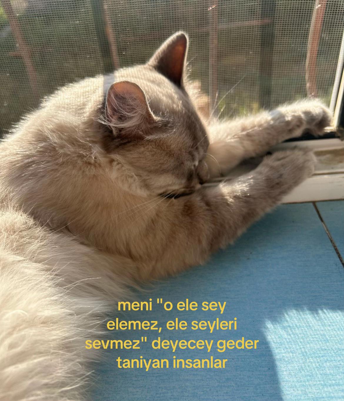 @𝓧.𝓒