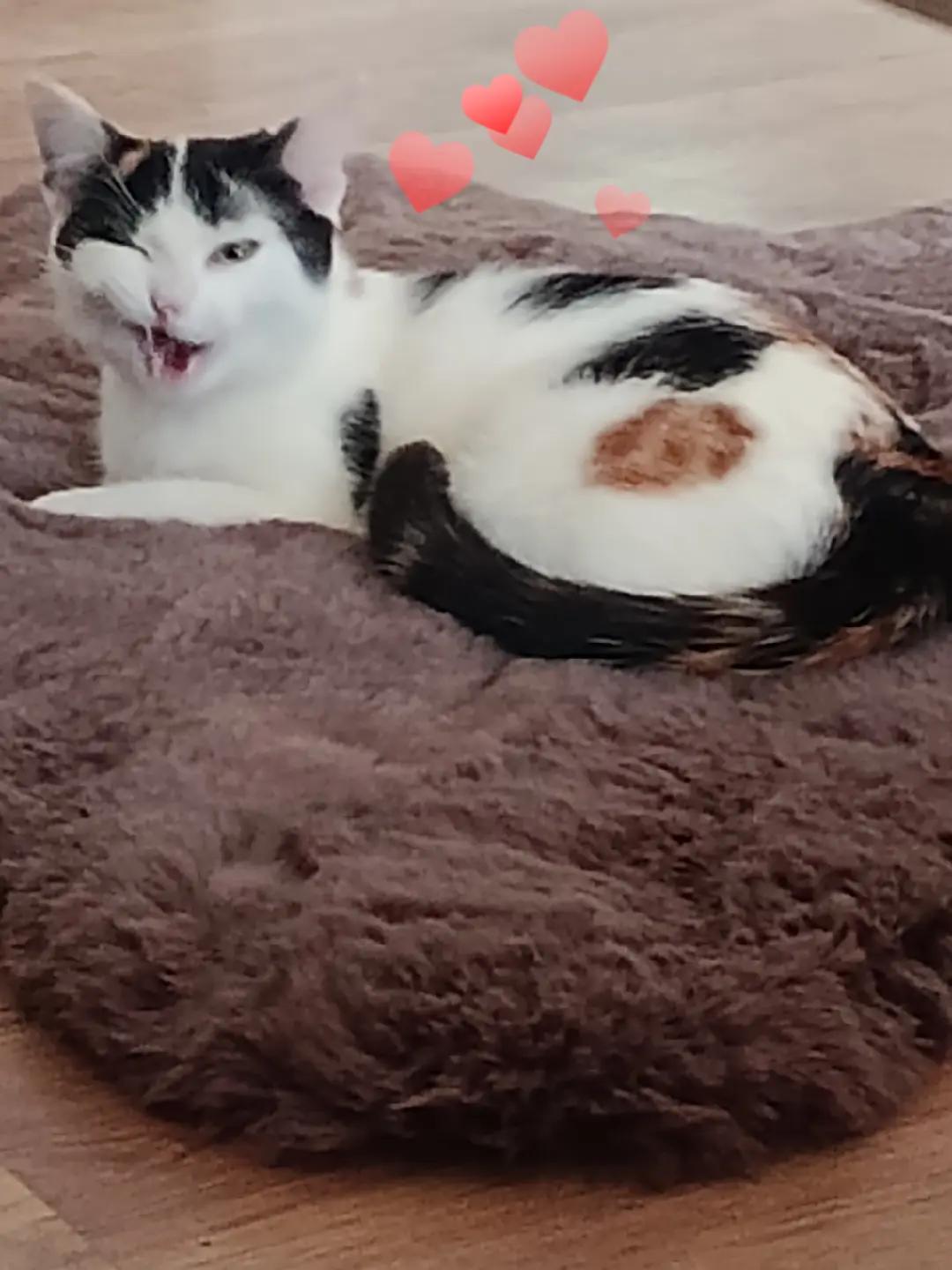 @💜🐾😺𝓕𝓾𝓼𝓼𝓮𝓵💜🐾😺