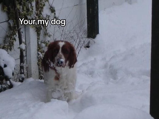 @nellie.the.welshie 🐾