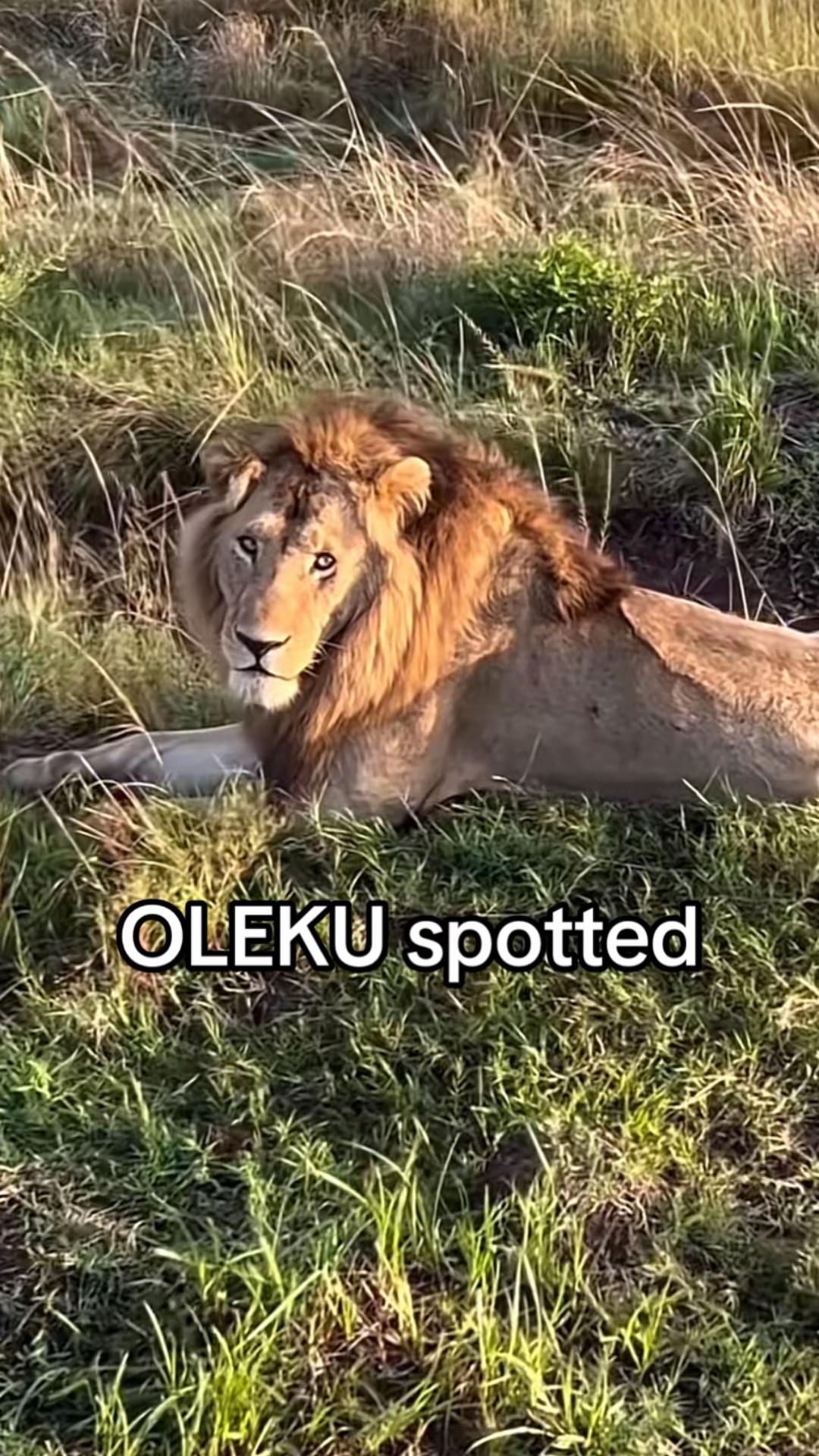 @Nai | LION EXPERT 🌍
