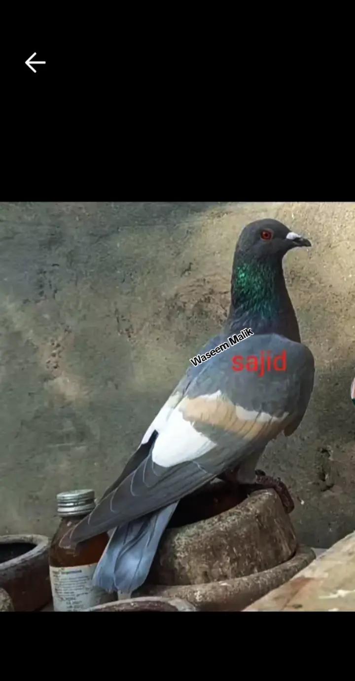 @waseem Malik