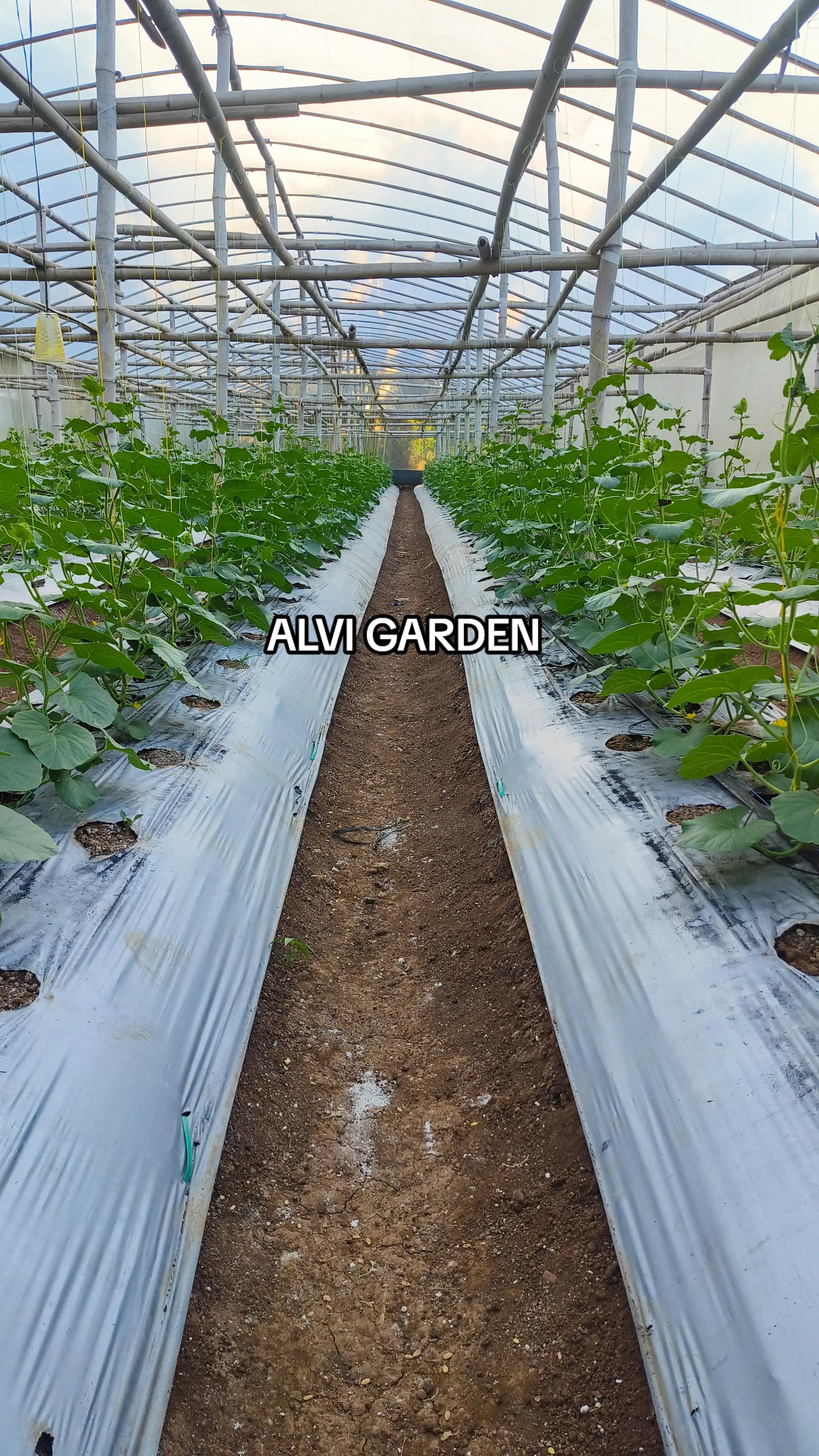 @Alvi Garden