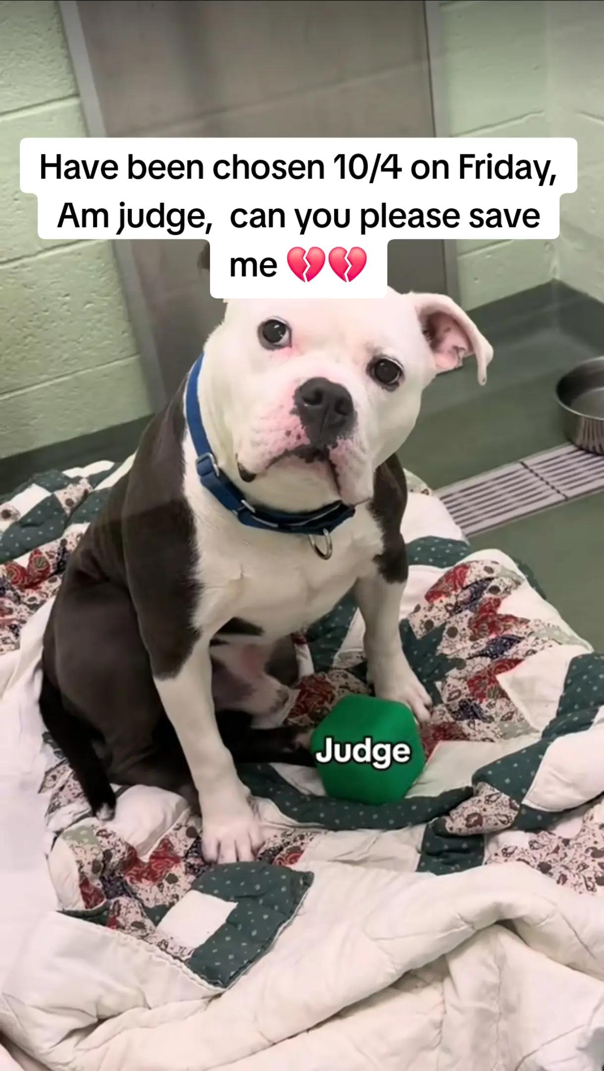 @adoptabledogsofmiami