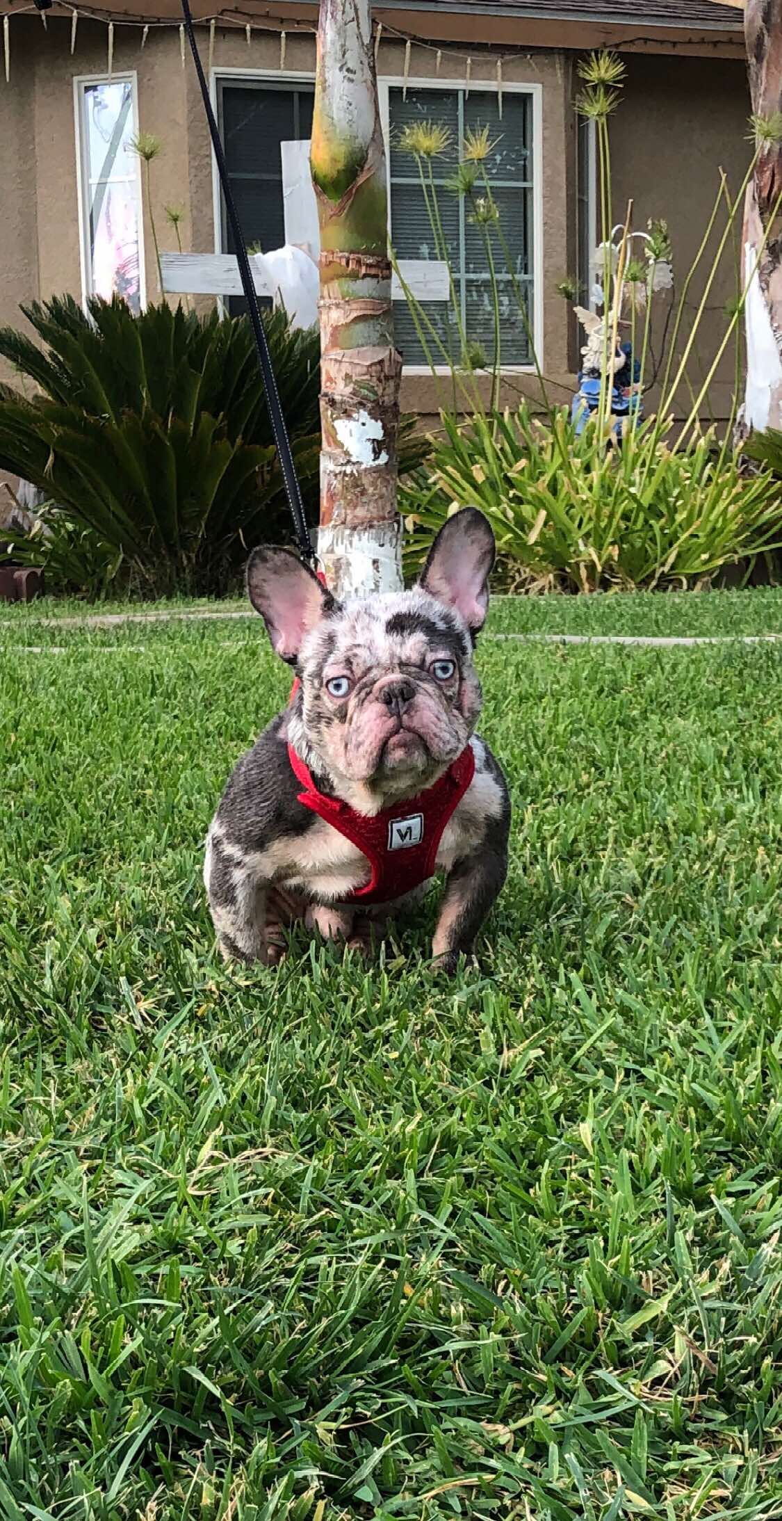 @rb_frenchies559