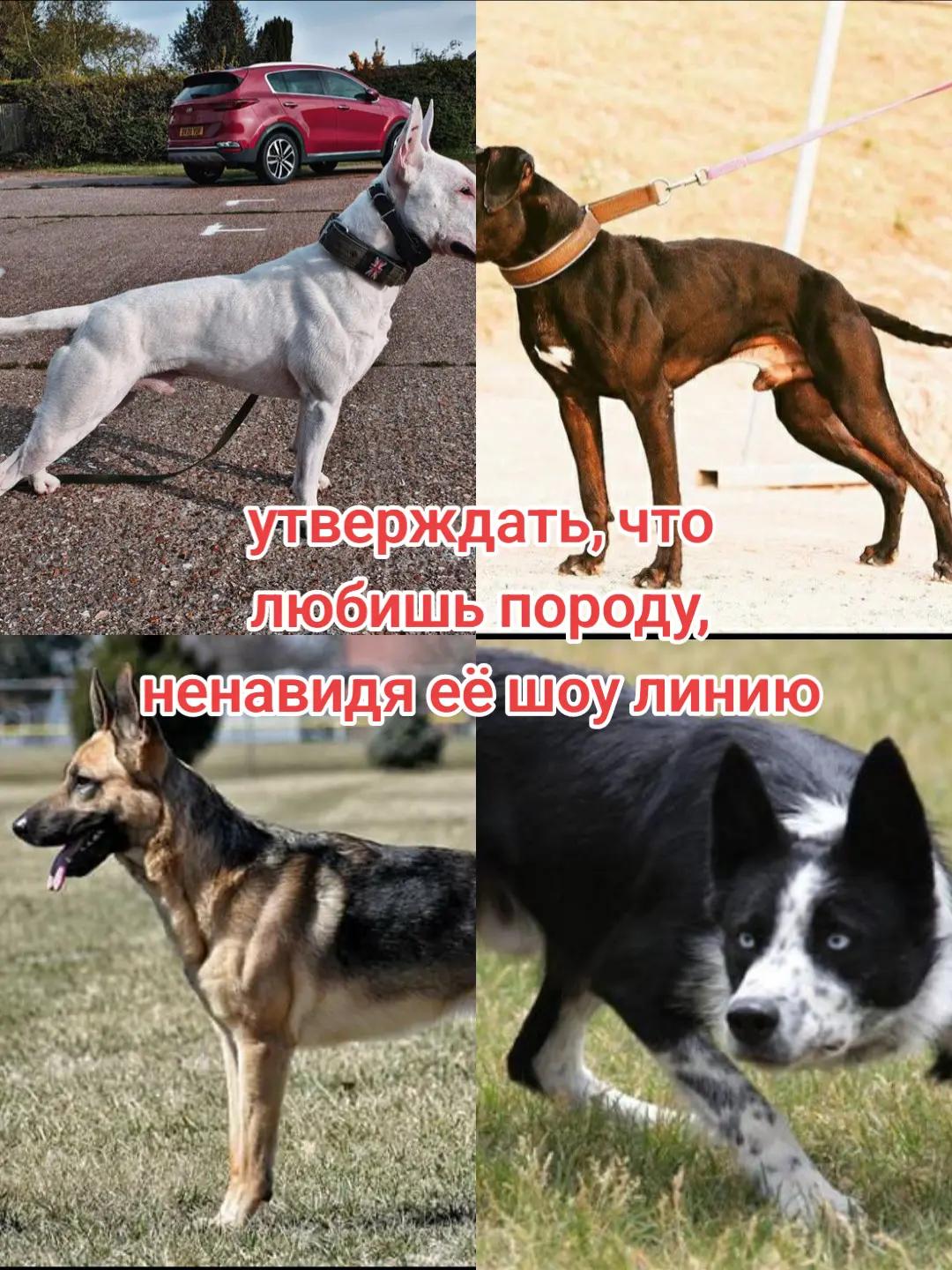 @ТГК:Руна Сруна