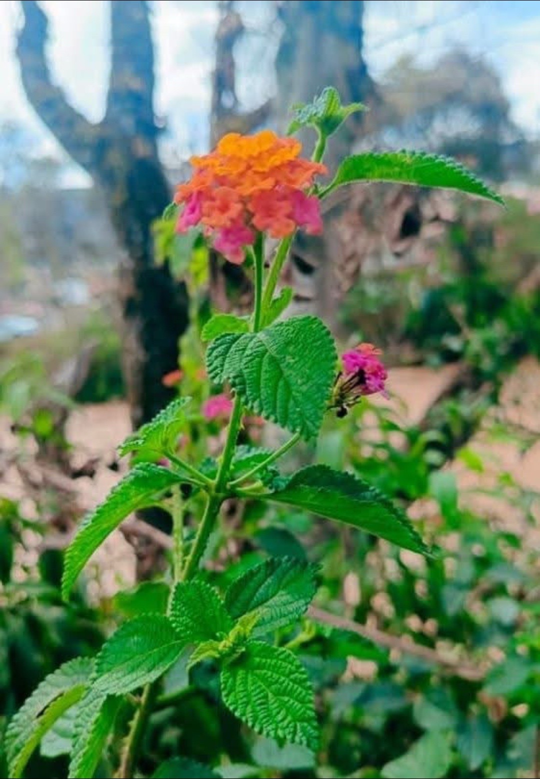 @Florecitas robadas🌼😁