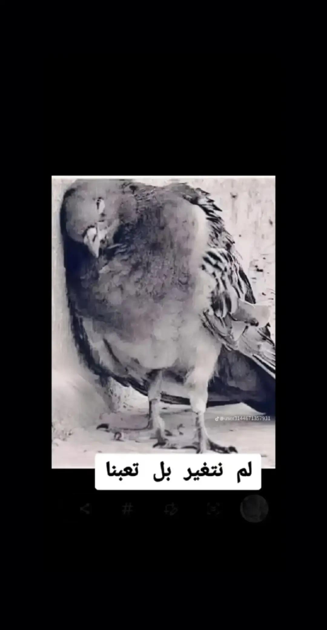 @محمد