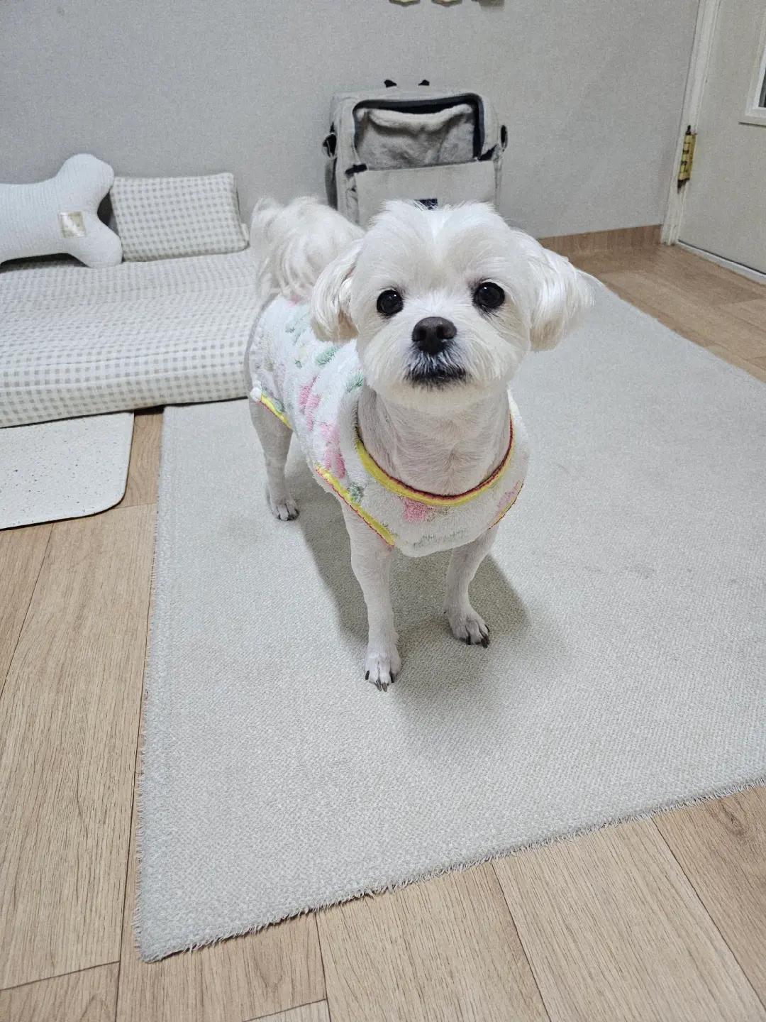 @미미에효
