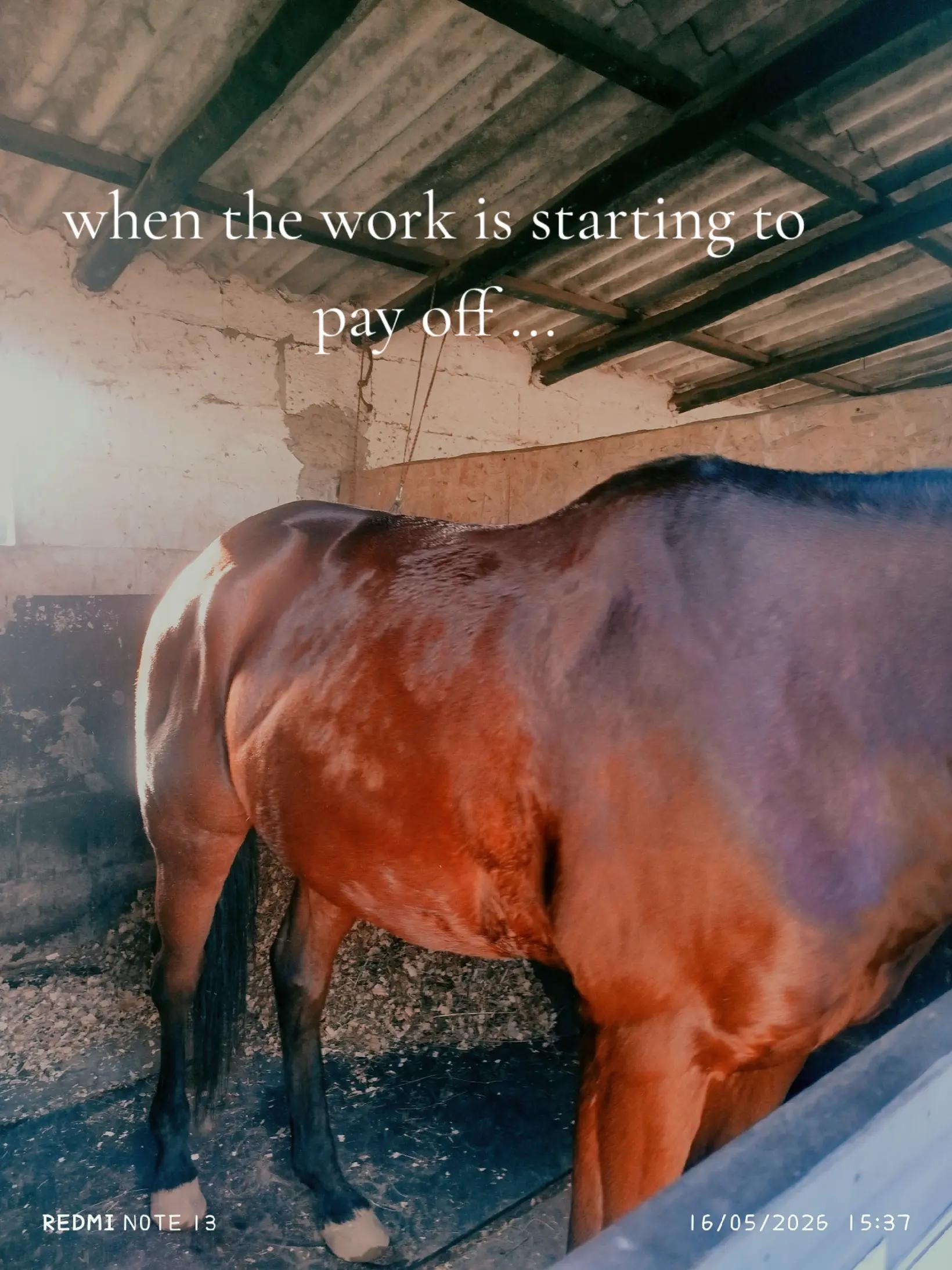 @equestrian