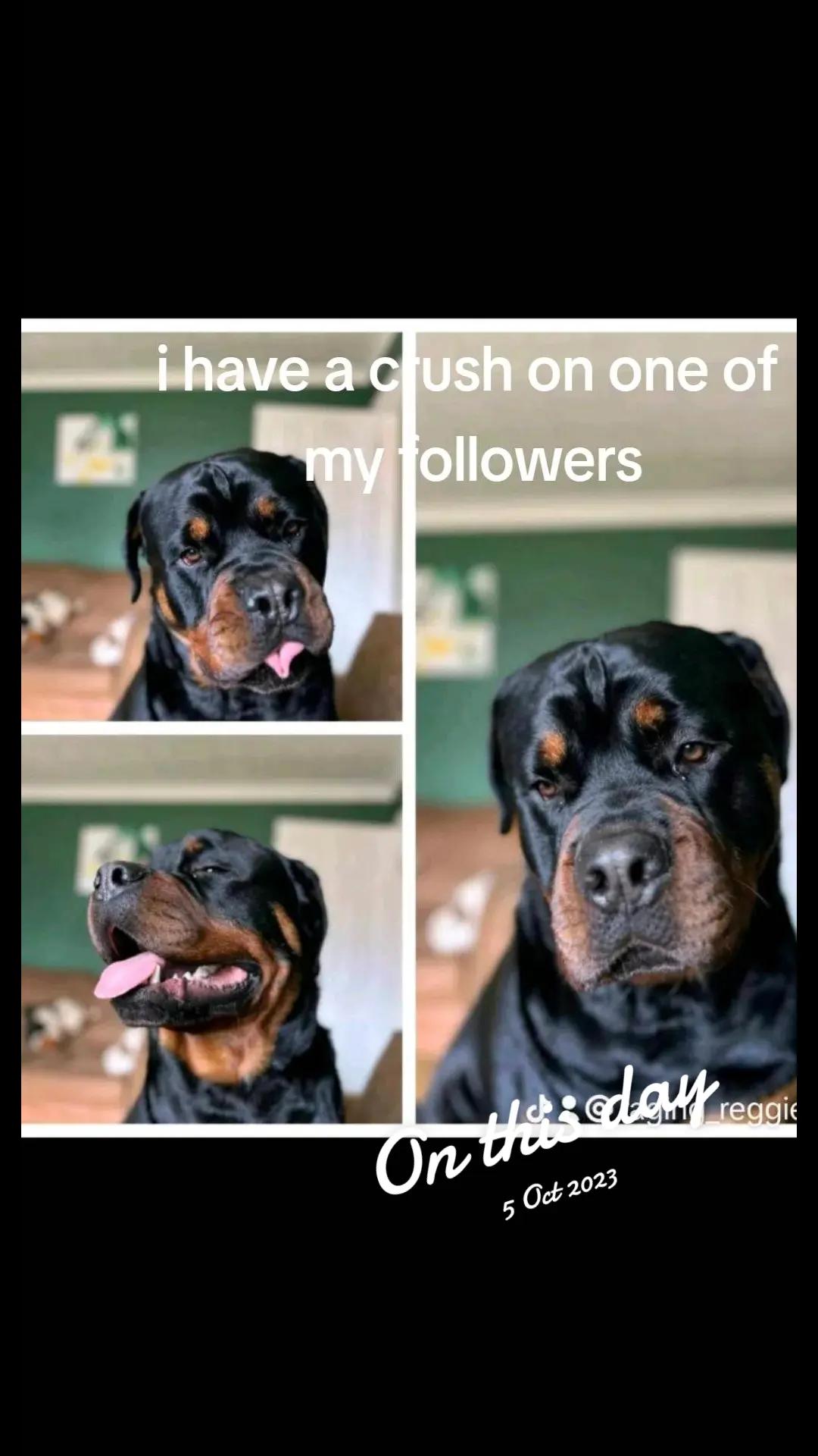 @Reggie the Rott