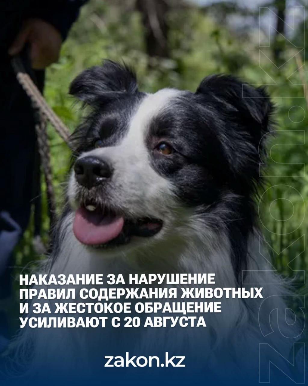 @zakon.kz ➡️ Новости Казахстана